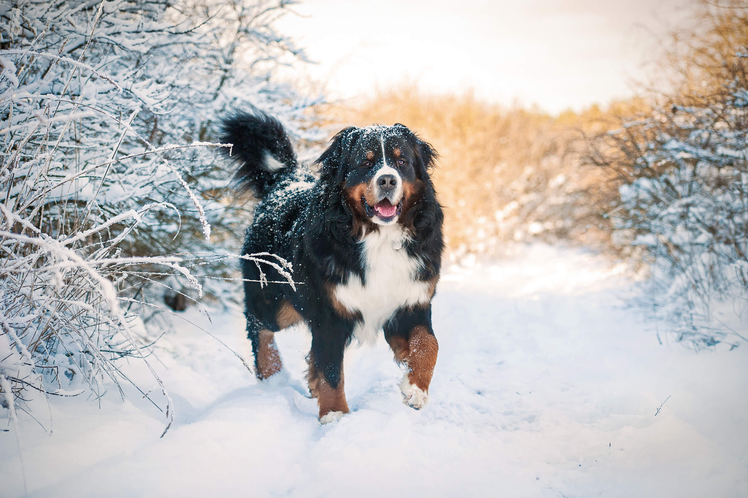 Berner Sennenhund im Schnee Berner Sennenhund im Schnee