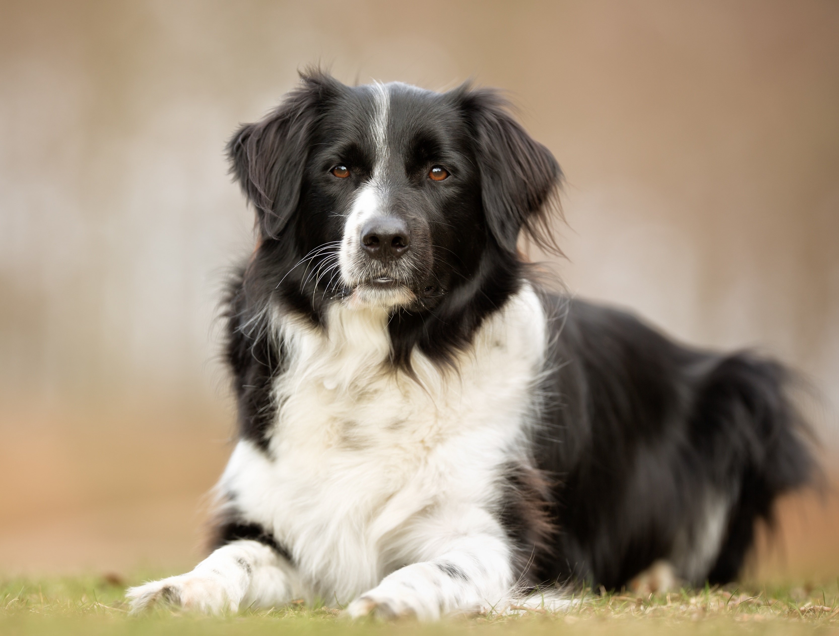 Border Collie Steckbrief | Charakter, Wesen