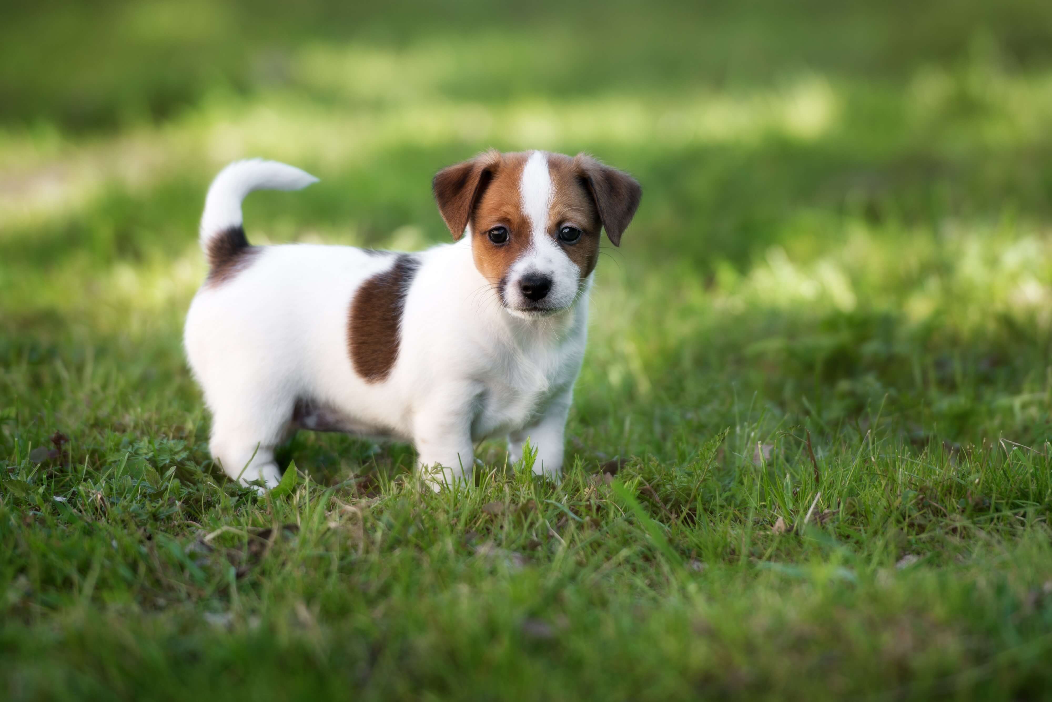 Jack Russell Terrier Welpe