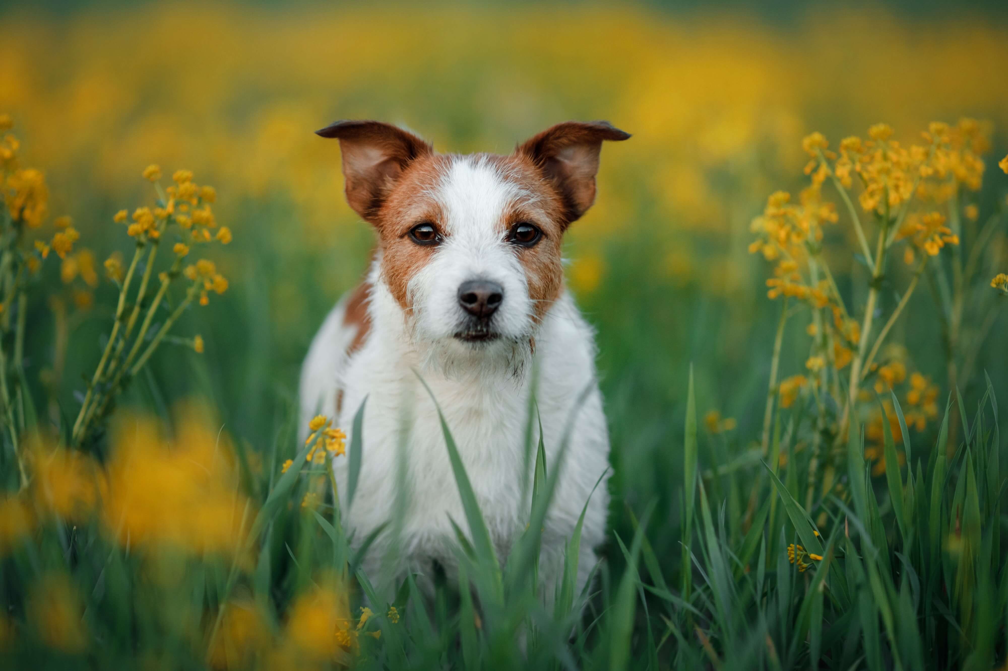 Russell Terrier Steckbrief | Charakter, Wesen & Haltung