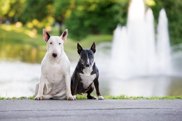 Miniature Bullterrier