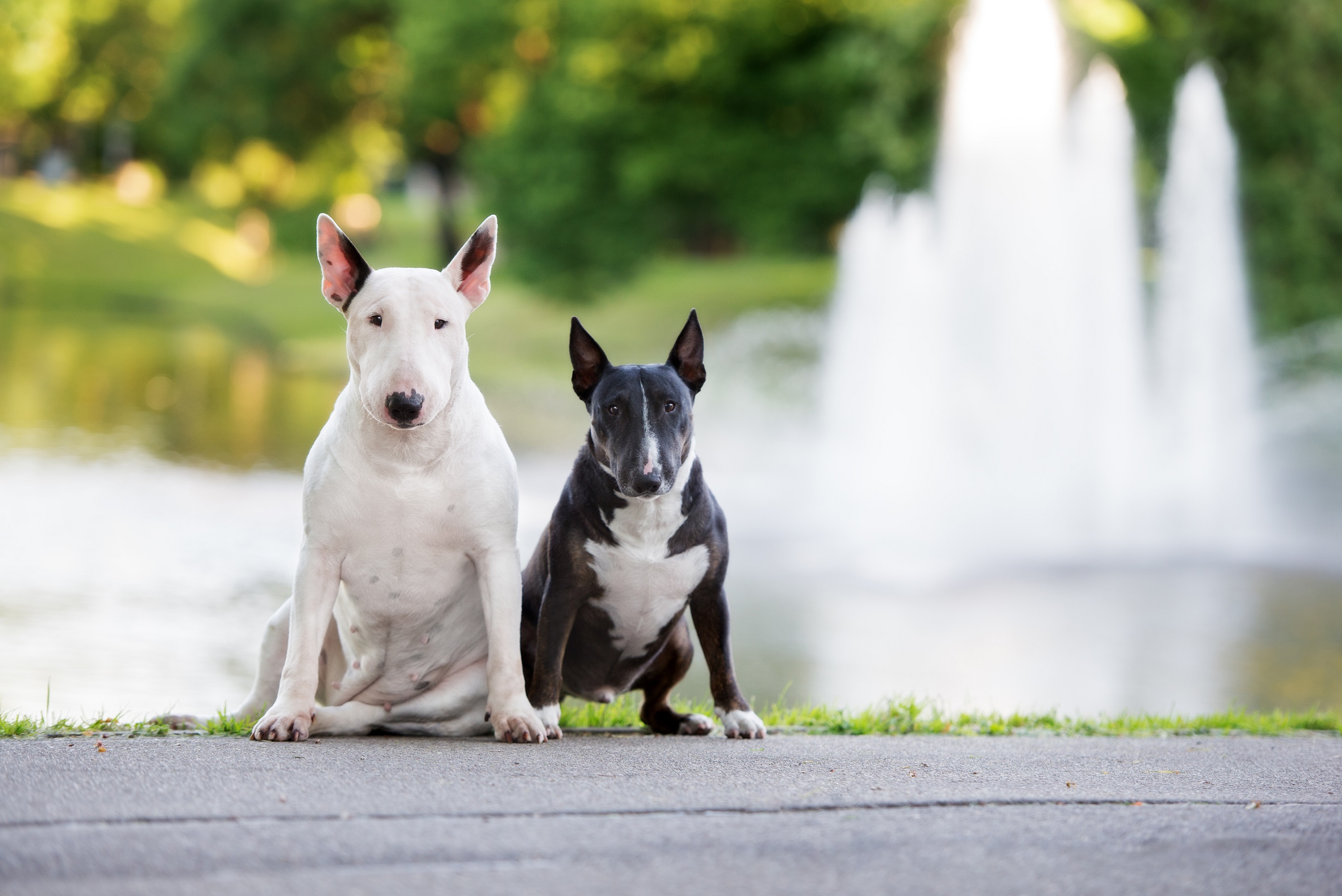 Unterschied Bullterrier und Miniature Bullterrier Unterschied Bullterrier und Miniature Bullterrier