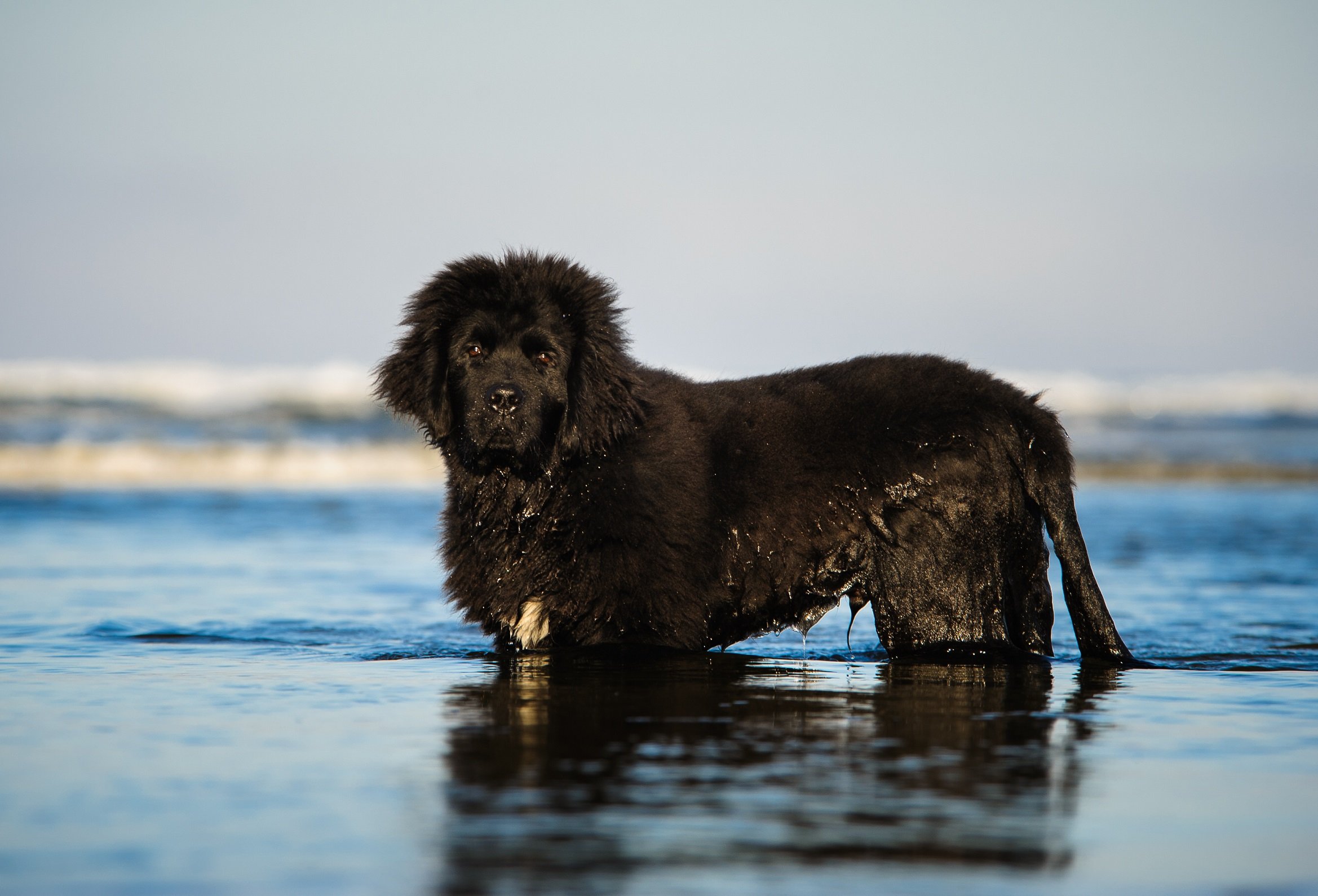 Neufundländer lieben Wasser