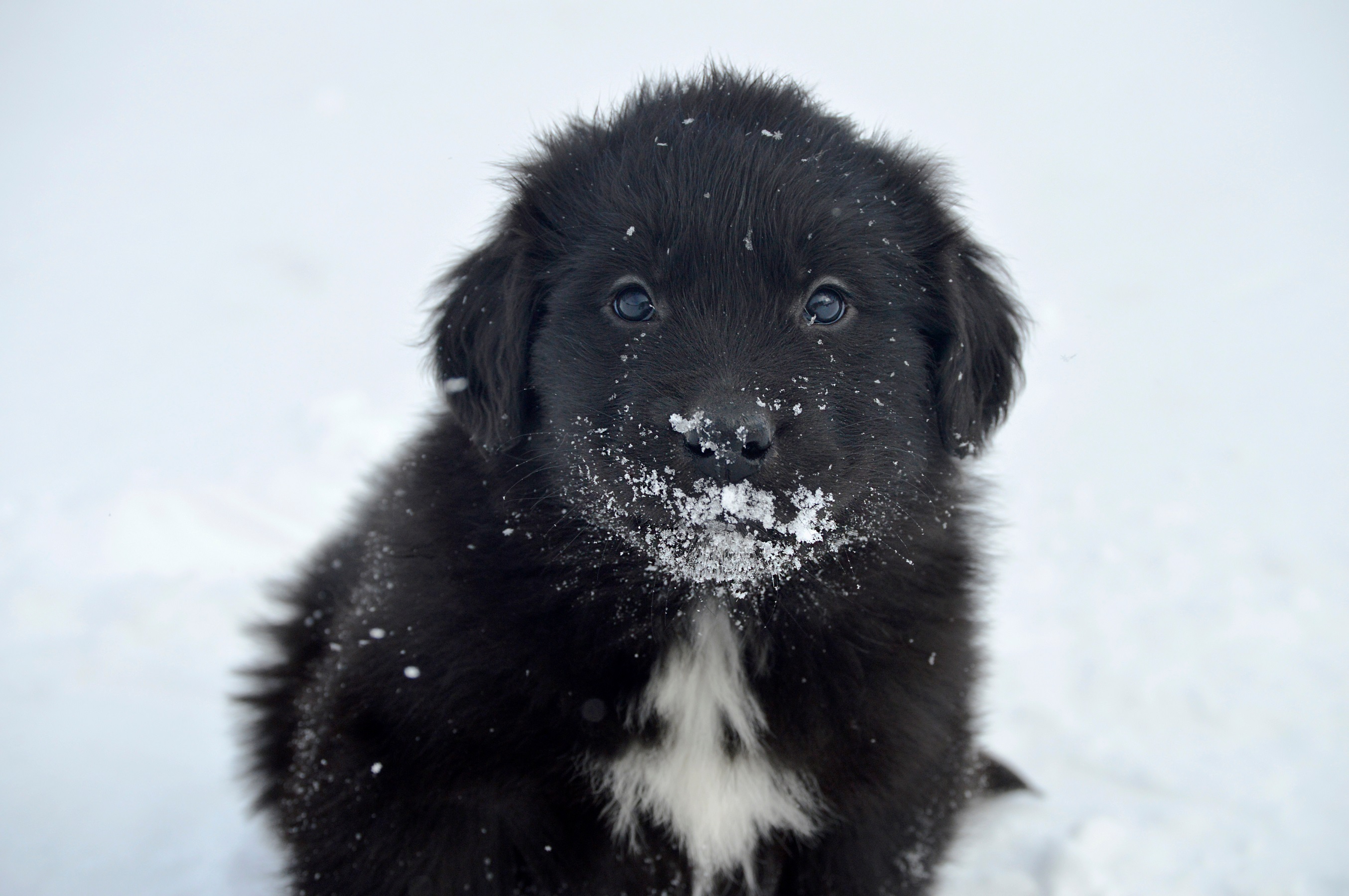 Neufundländer Welpe im Schnee Neufundländer Welpe im Schnee