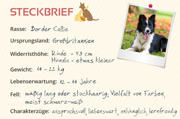 Border Collie Steckbrief Border Collie Steckbrief