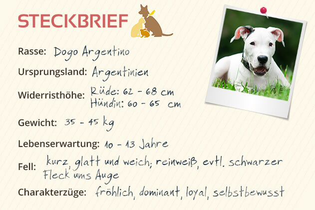 Steckbrief Dogo Argentino Steckbrief Dogo Argentino