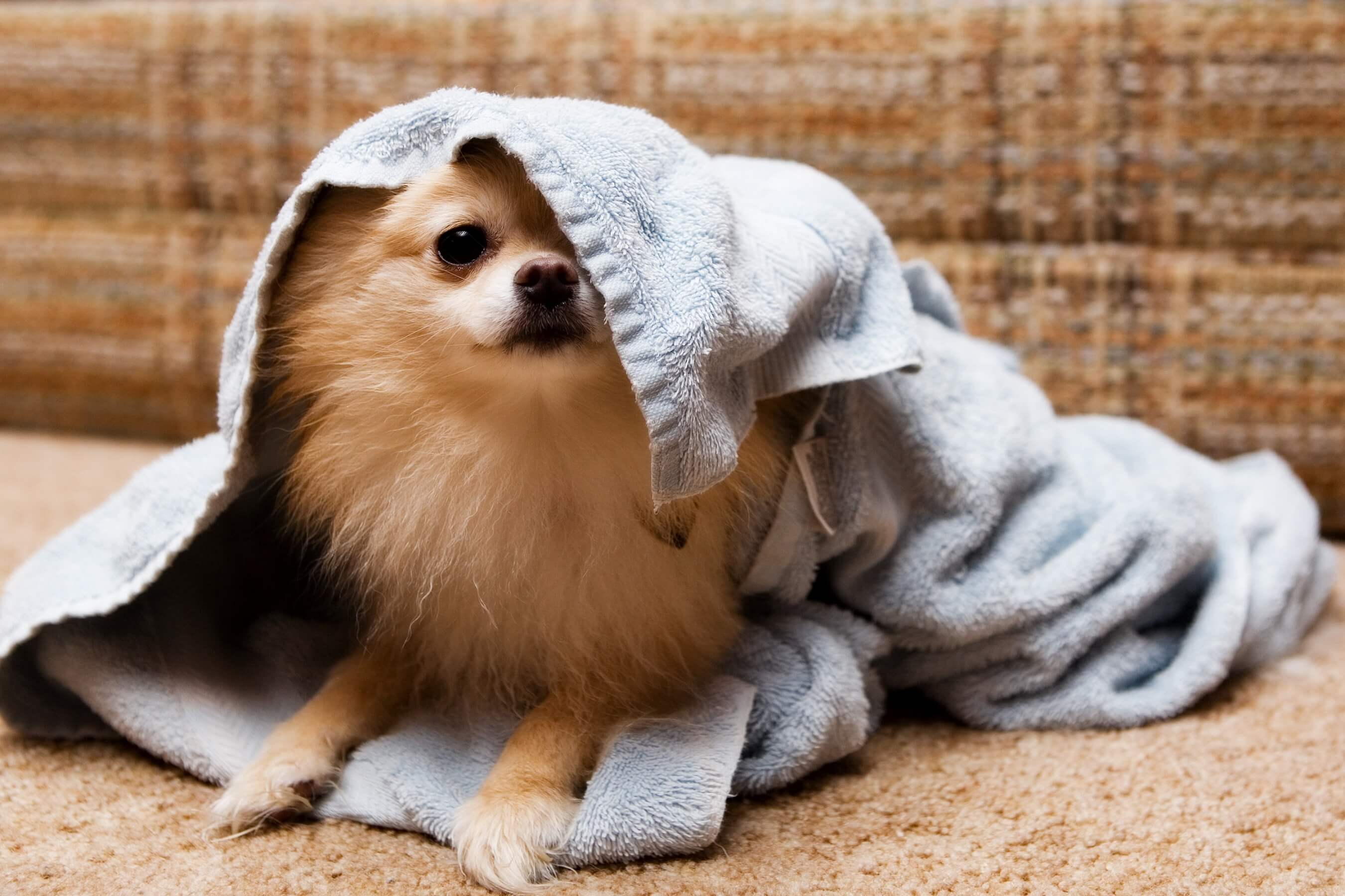 Hunde baden Wie bade ich meinen Hund richtig?