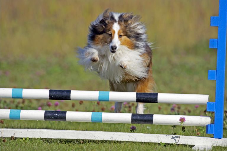 Shetland Sheepdog