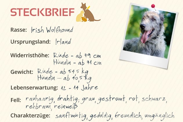 Irish Wolfhound