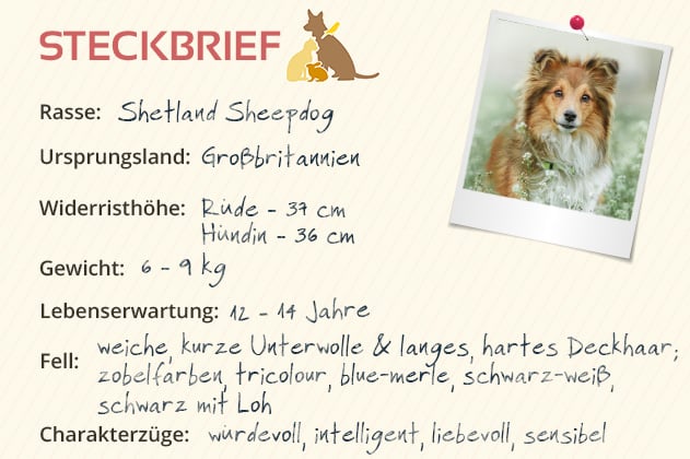 Shetland Sheepdog