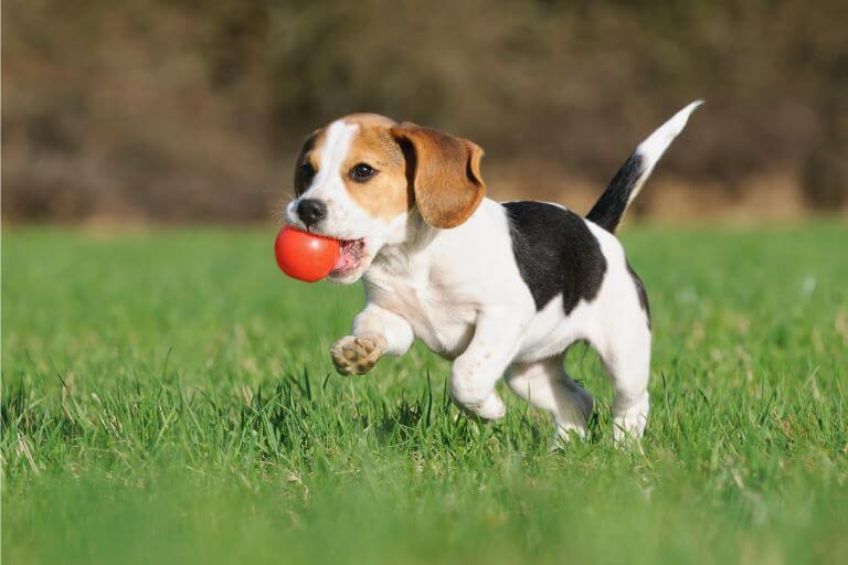 Beagle Welpe