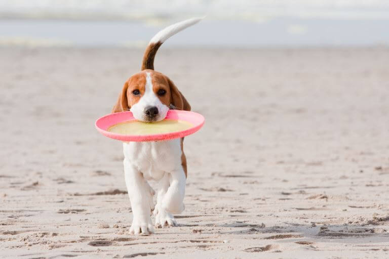 Beagle mit Frisbee 