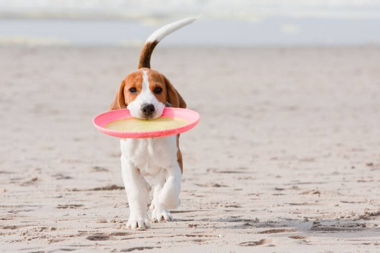 Beagle-Frsibee Beagle mit Frisbee