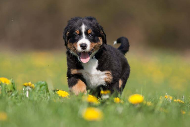 Berner Sennenhund Welpe