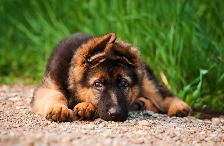 Deutscher Schäferhund