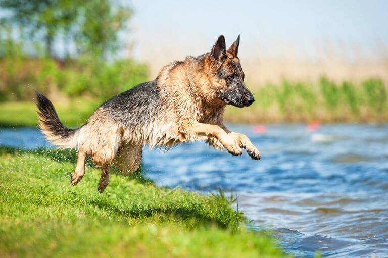 Der Deutsche Schäferhund braucht viel Bewegung