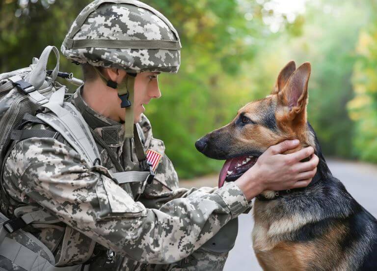 Der Deutsche Schäferhund ist ein beliebter Militärhund