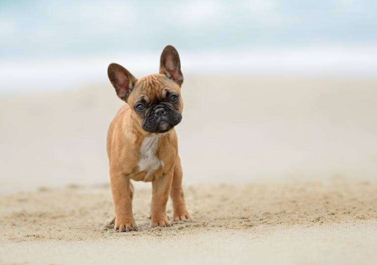 was wiegt eine ausgewachsene franzosische bulldogge