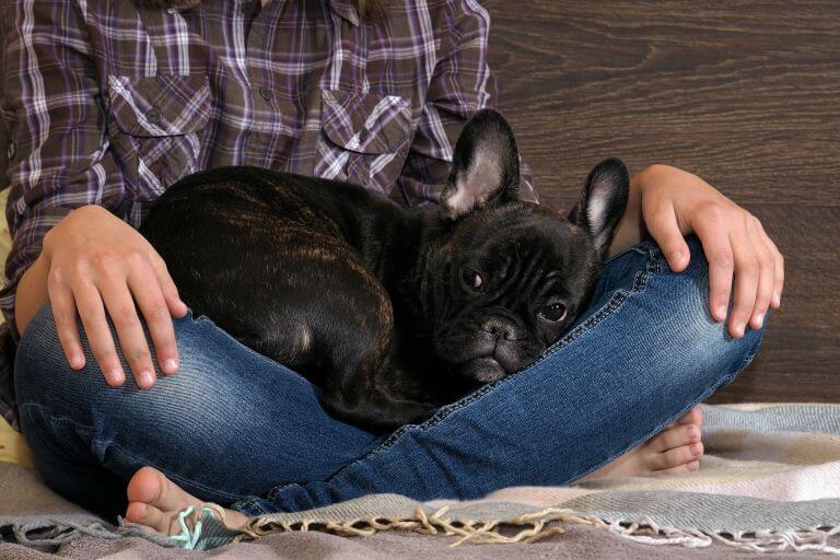 Französische-Bulldogge-kuschelt Die Französische Bulldogge kuschelt mit Besitzer