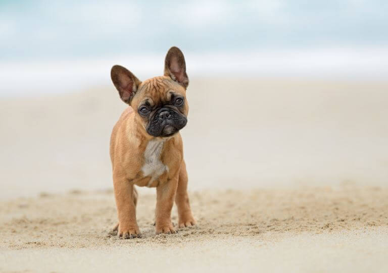 Französische Bulldogge Welpe mit Unschuldsblick am Strand