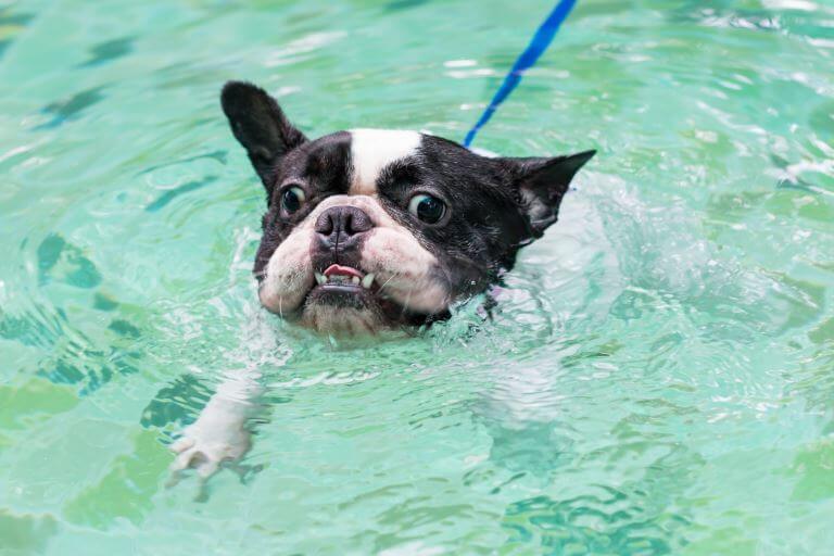 Schwimmen ist keine große Leidenschaft der Französischen Bulldogge