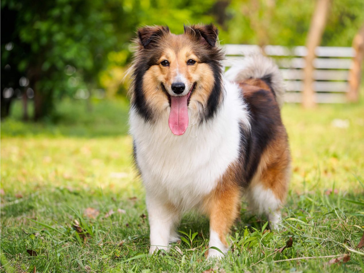 shetland-sheepdog-mein-haustier-de