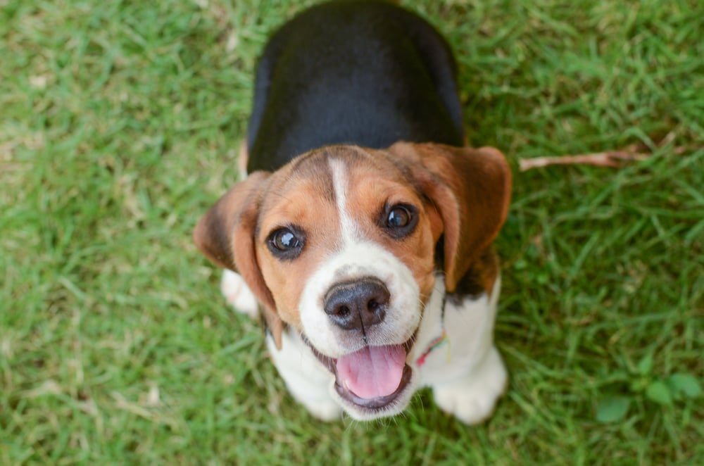 mærkning analyse Forkludret Der Beagle - Ein gefleckte Jagdhund im Portrait | Mein-Haustier.de