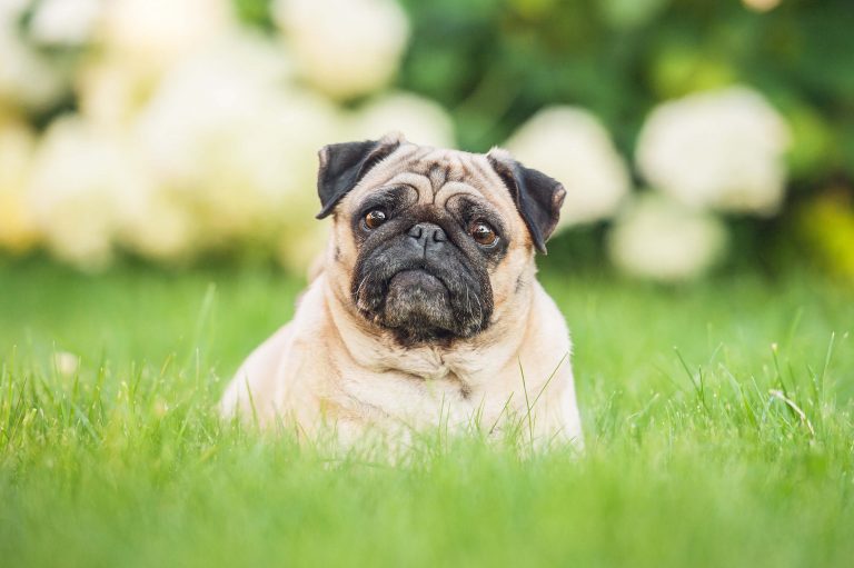 Mops Steckbrief | Charakter, Wesen & Haltung