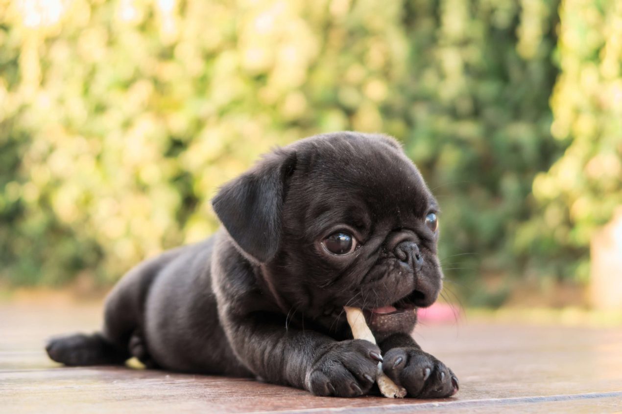Mops Steckbrief | Charakter, Wesen & Haltung