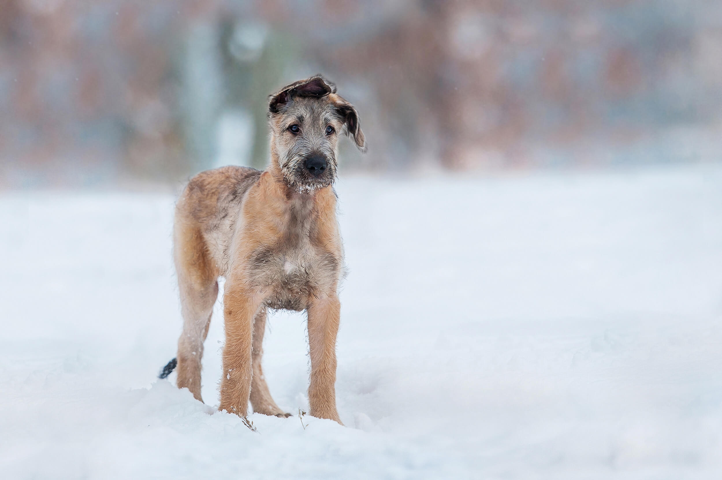 Irischer Wolfshund Welpe