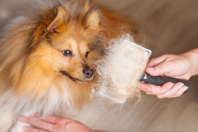 Shetland Sheepdog 