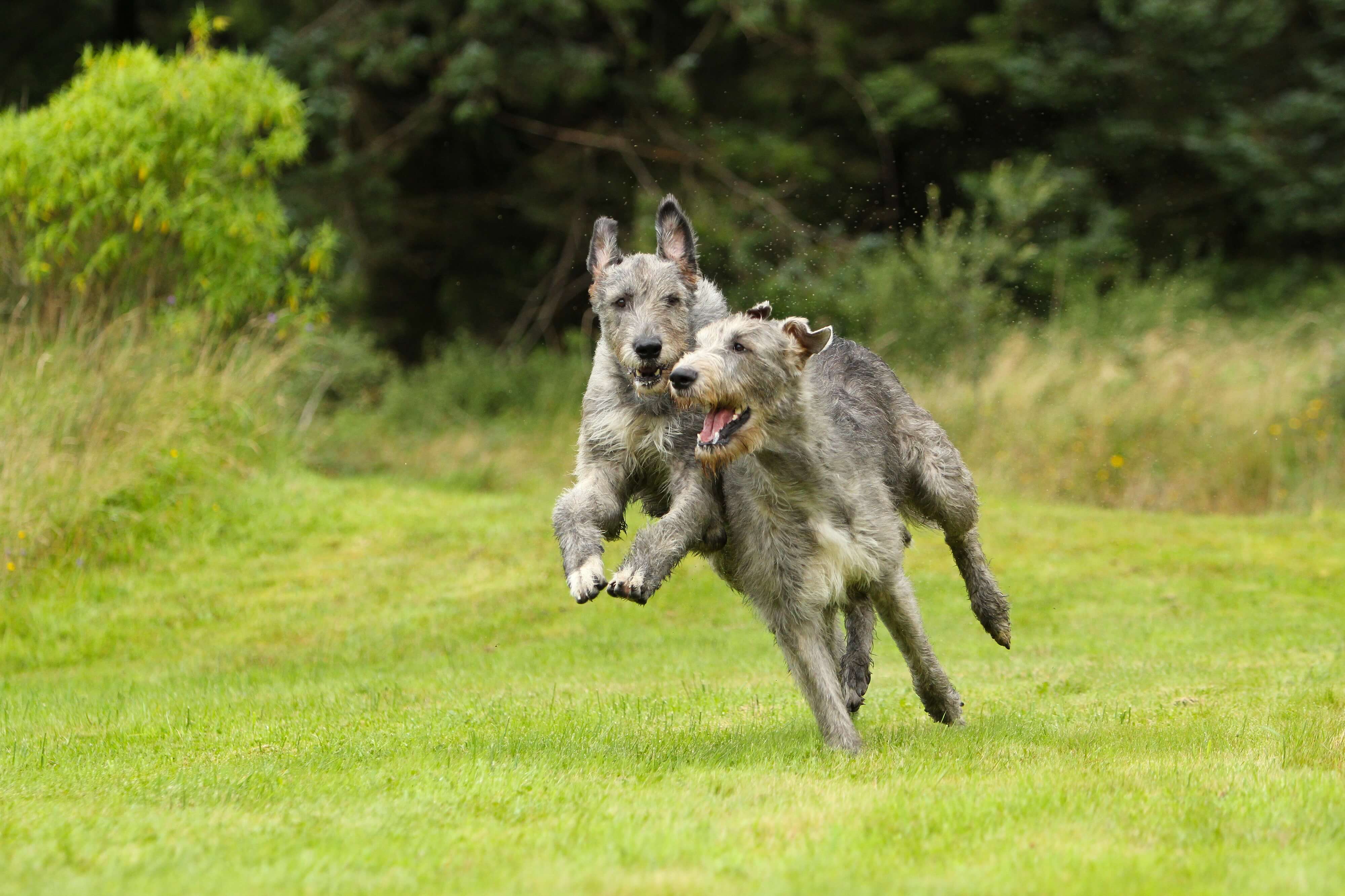 Irischer-Wolfshund-spielt Irish Wolfhound bei Spielen