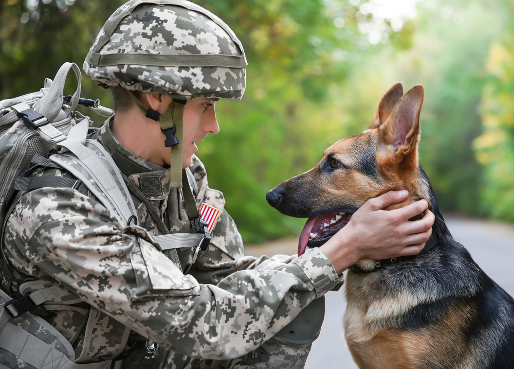 Deutscher Schäferhund