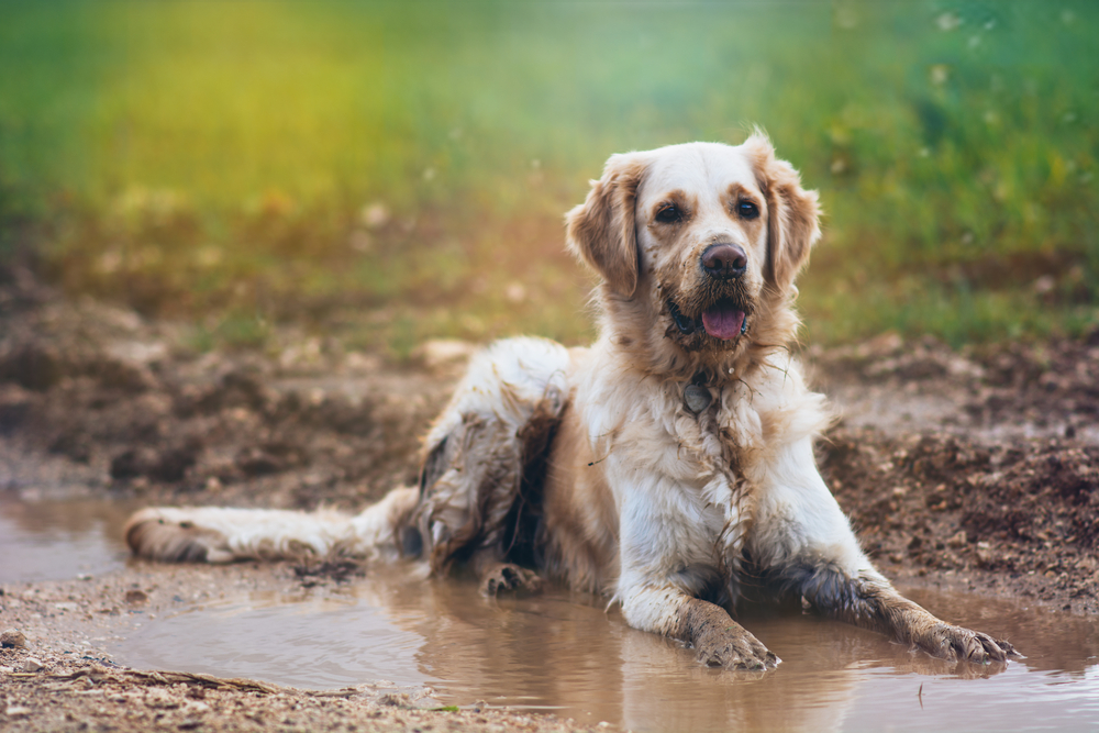 Hund im Schlamm Hund im Schlamm