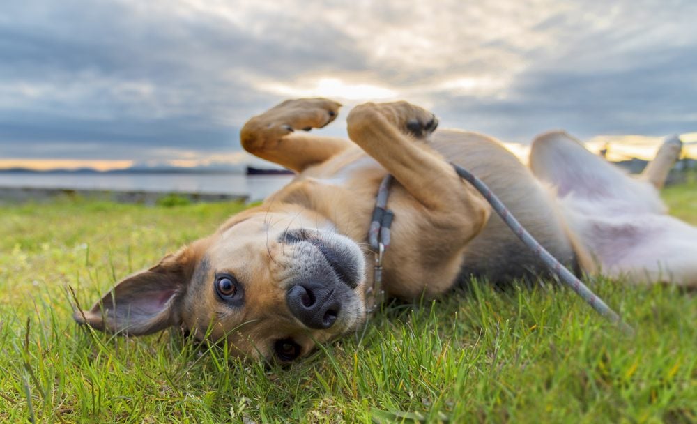 Hunde entwurmen Infos, Kosten & zur Wurmkur