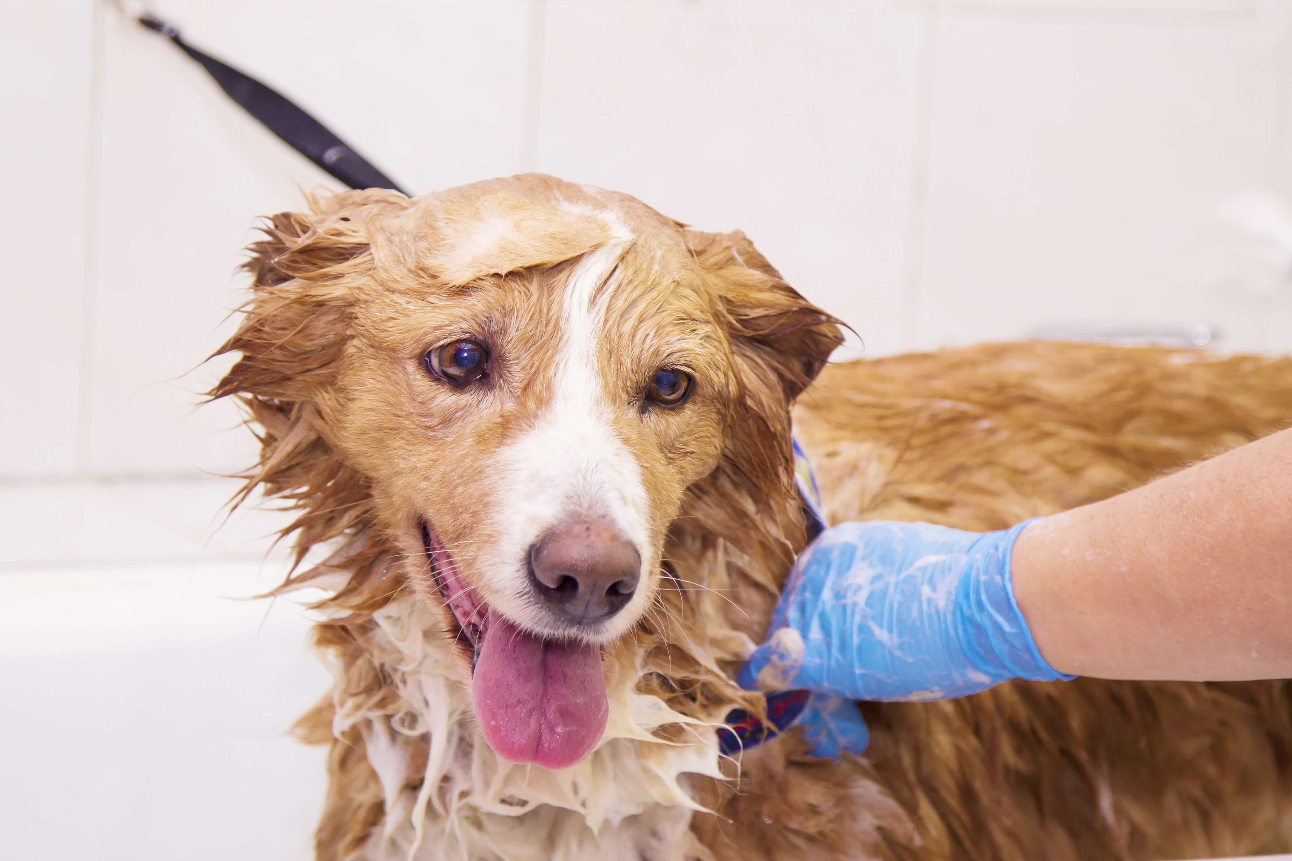 Hund badet Hund badet