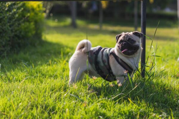 Mops Steckbrief | Charakter, Wesen & Haltung
