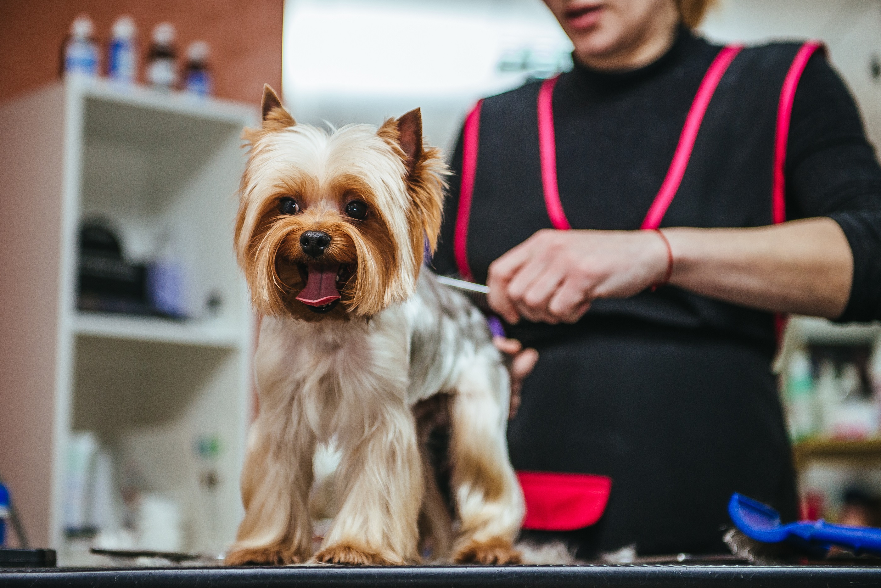 Yorkshire Terrier Yorkshire Terrier Fellpflege