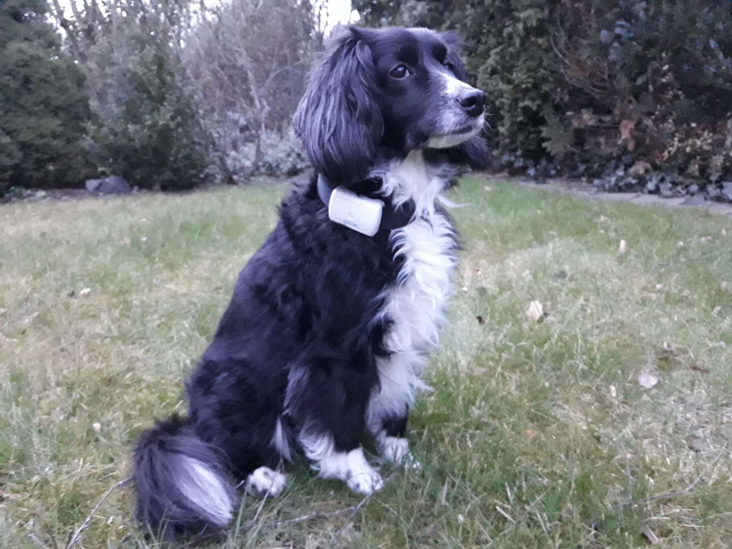 Testbericht – Wir testen den PetTec GPS Tracker für Hunde