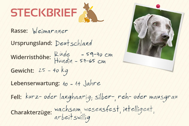 Weimaraner