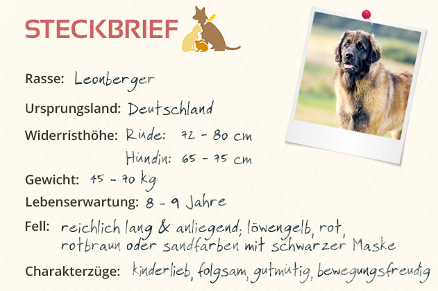 Leonberger Steckbrief Leonberger Steckbrief