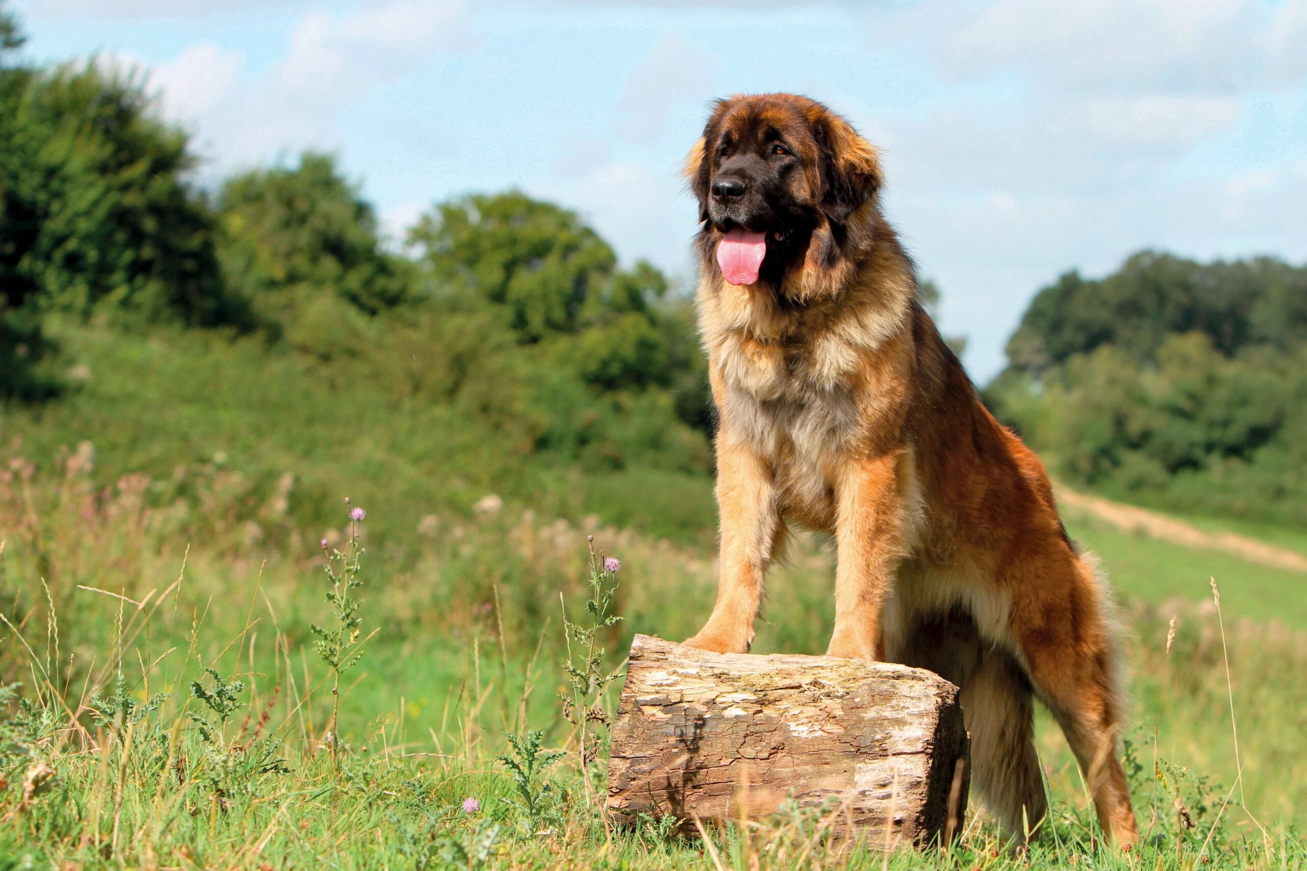 Leonberger richtet sich auf einen Baumstumpft auf