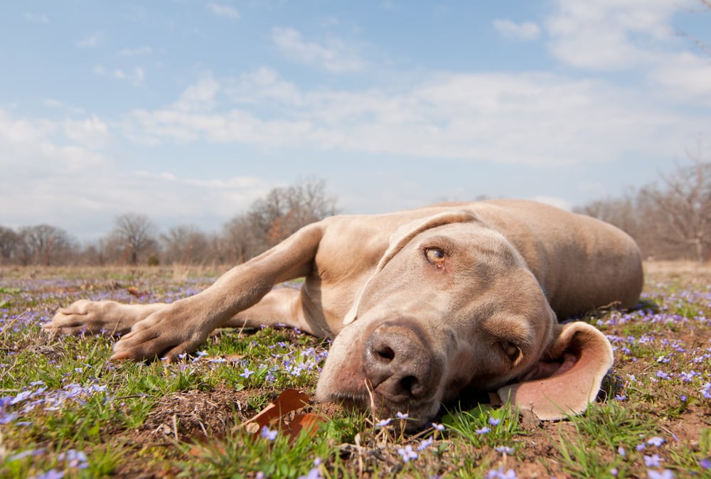 Weimaraner 