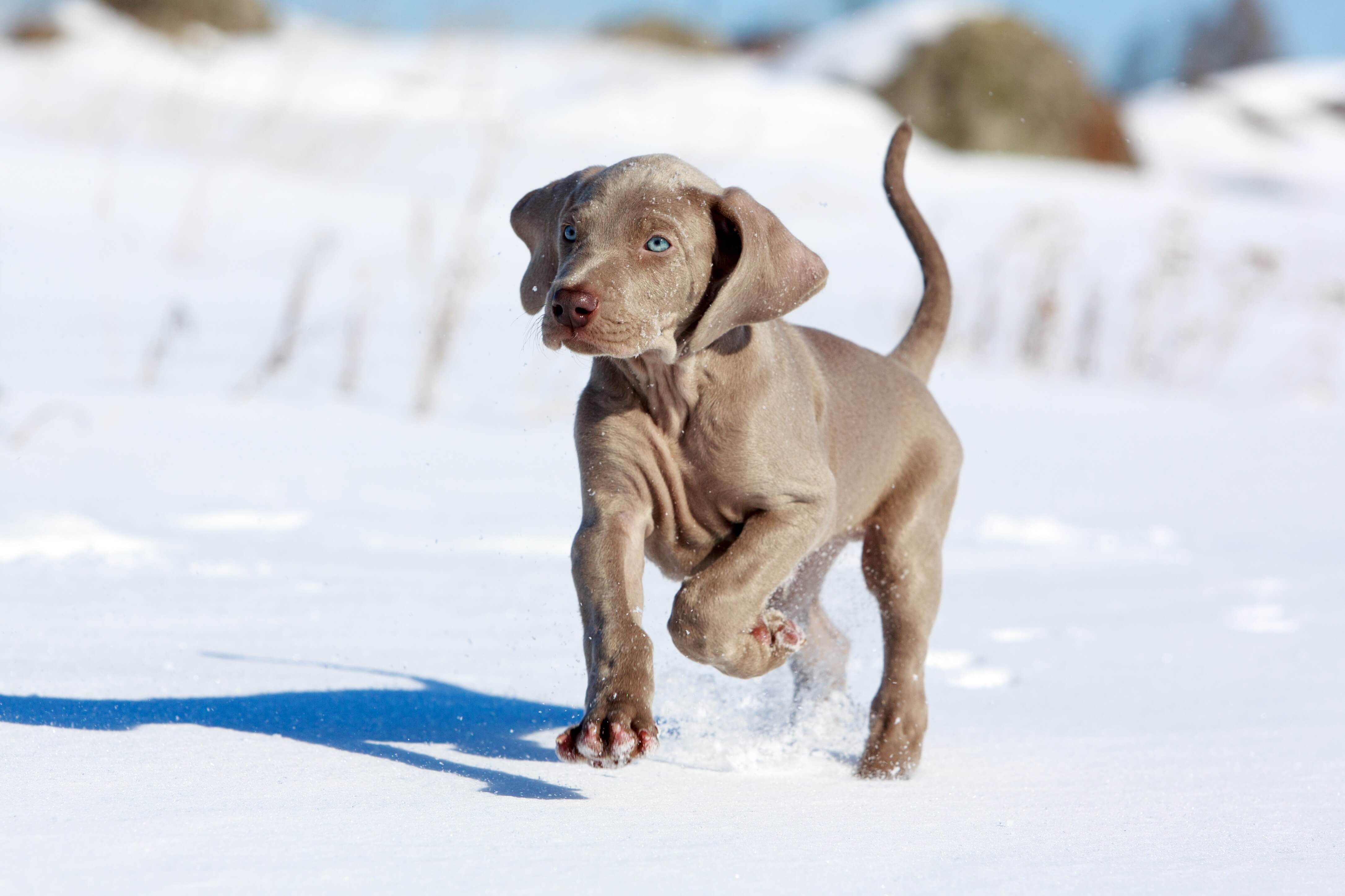 Weimaraner Welpe