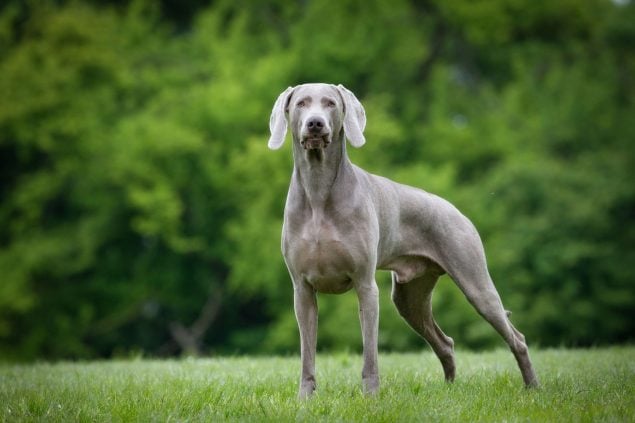 Weimaraner