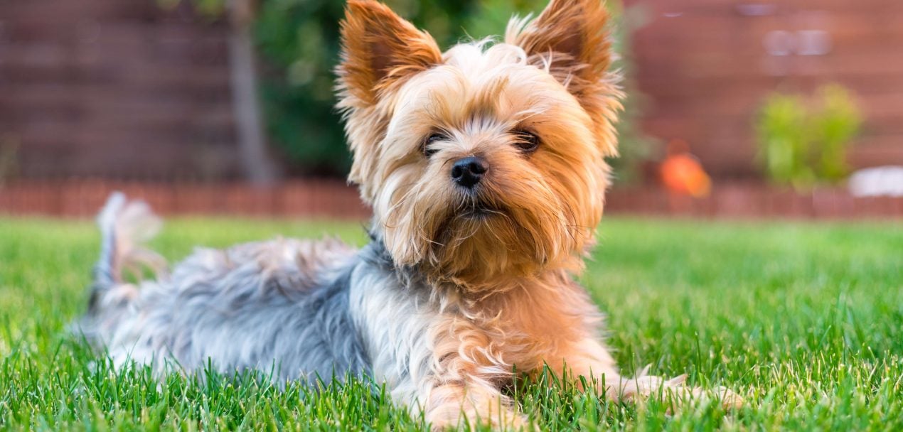 Yorkshire Terrier Steckbrief Charakter, Wesen & Haltung