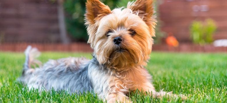Yorkshire Terrier Kaufen