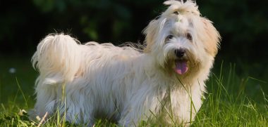 Jack Russell Terrier Steckbrief Charakter, Wesen Haltung Jack Russell Terrier Steckbrief Charakter, Wesen Haltung