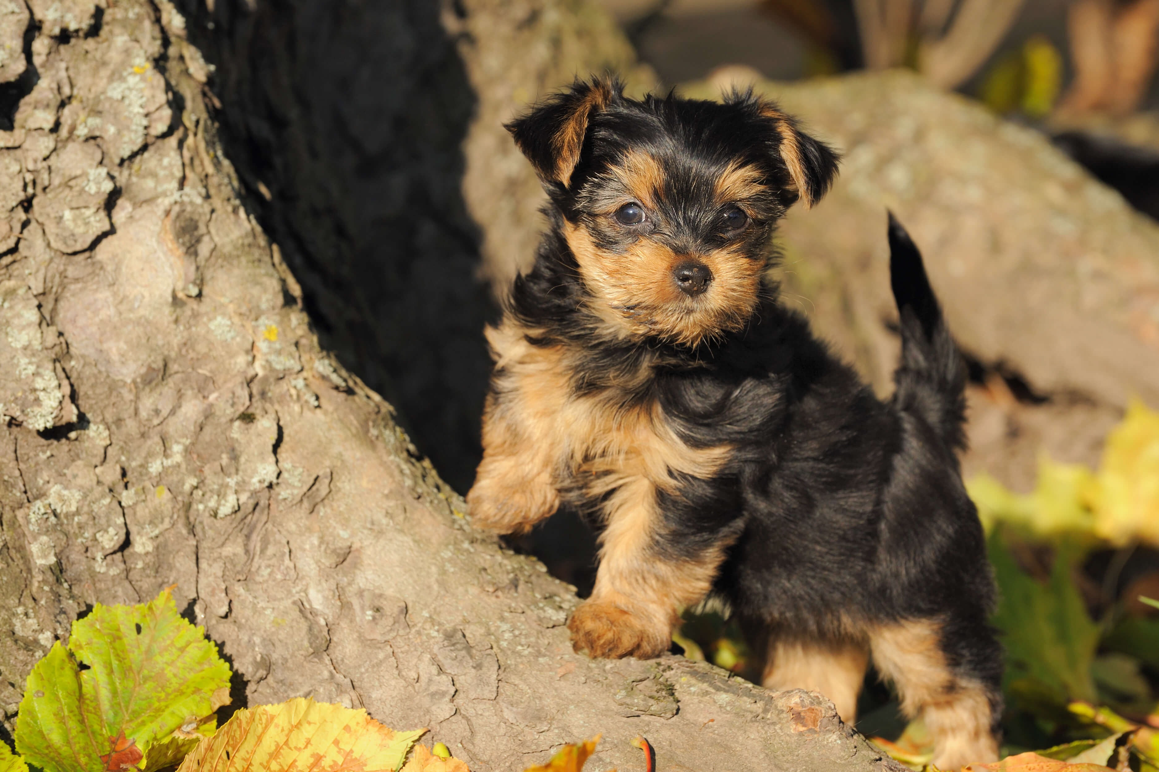 Yorkshire Terrier Steckbrief Charakter, Wesen & Haltung
