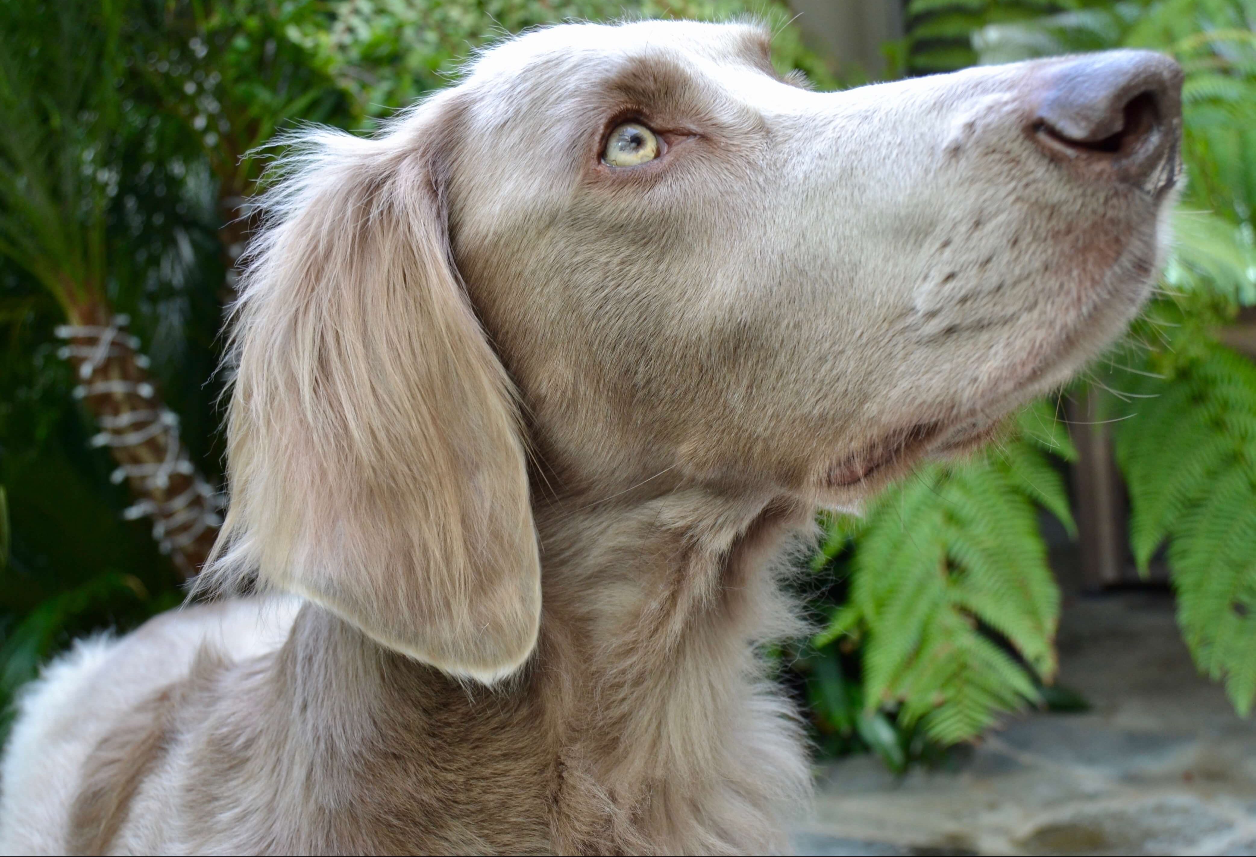 Langhaariger Weimaraner